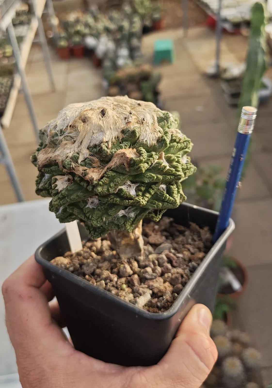קקטוס אריוקרפוס — Ariocarpus CV. GODZILLA
