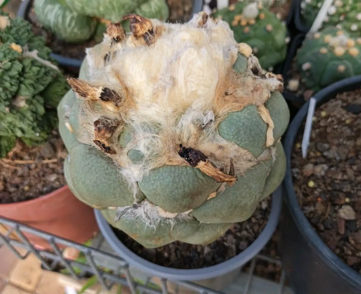 קקטוס אריוקרפוס — Ariocarpus CV. MARUIBO