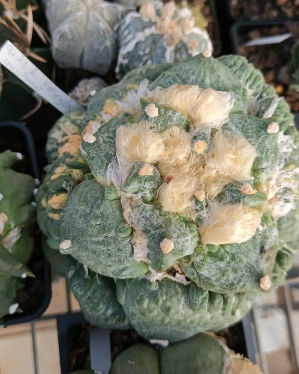 קקטוס אריוקרפוס — Ariocarpus CV. CAULIFLOWER variegata