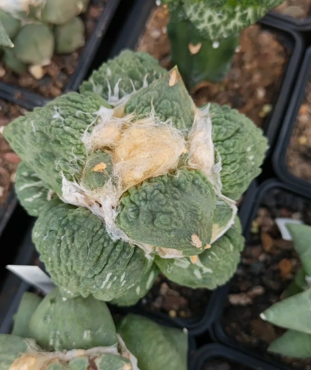 קקטוס אריוקרפוס — Ariocarpus CV. CAULIFLOWER KING