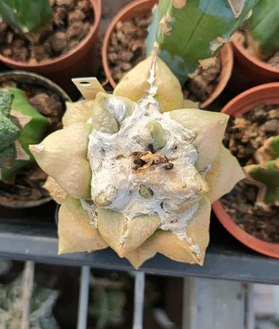 קקטוס אריוקרפוס — Ariocarpus hybrid