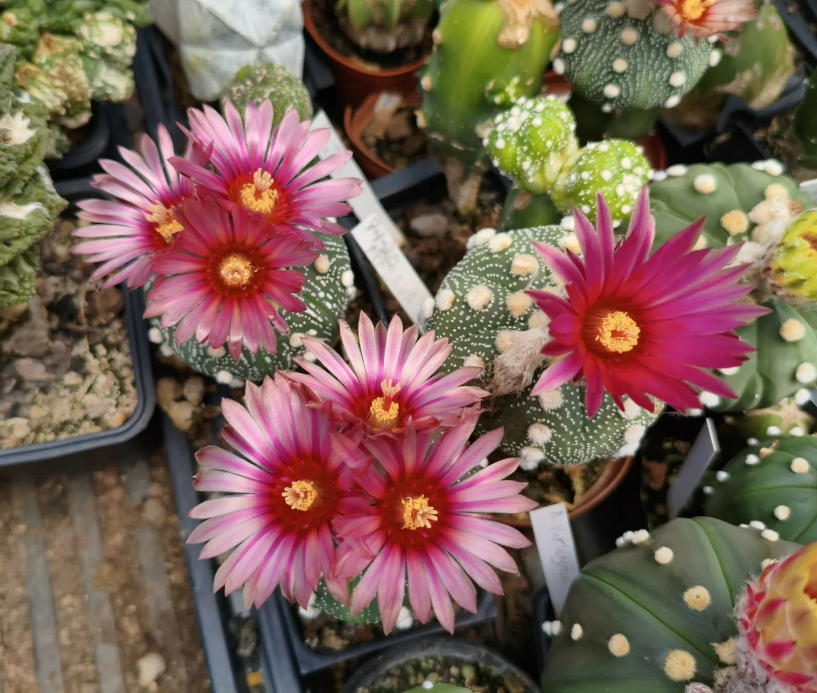 קקטוס אסטרופיטום — Astrophytum asterias CV. AKABANA