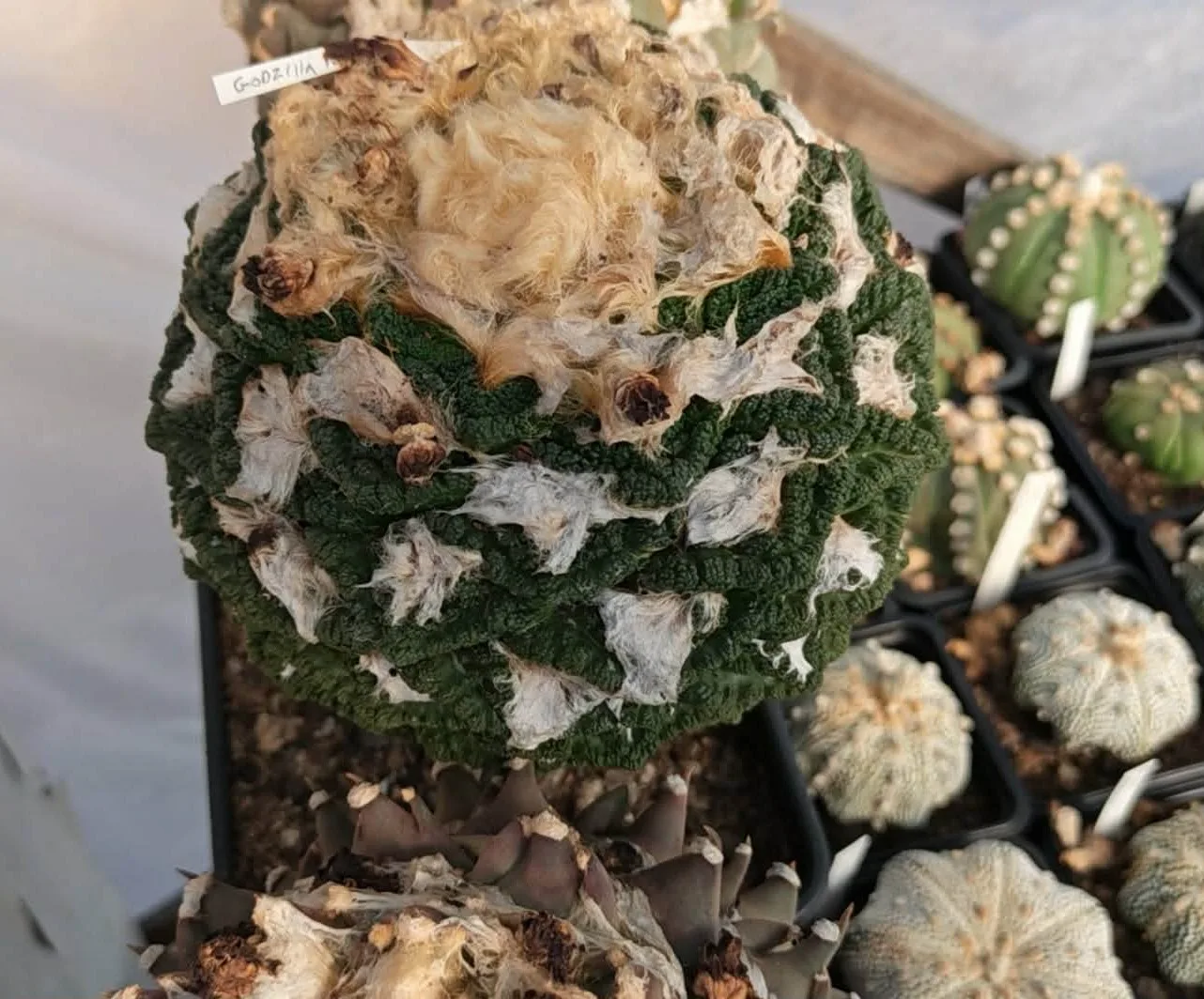 קקטוס אריוקרפוס — Ariocarpus CV. GODZILLA