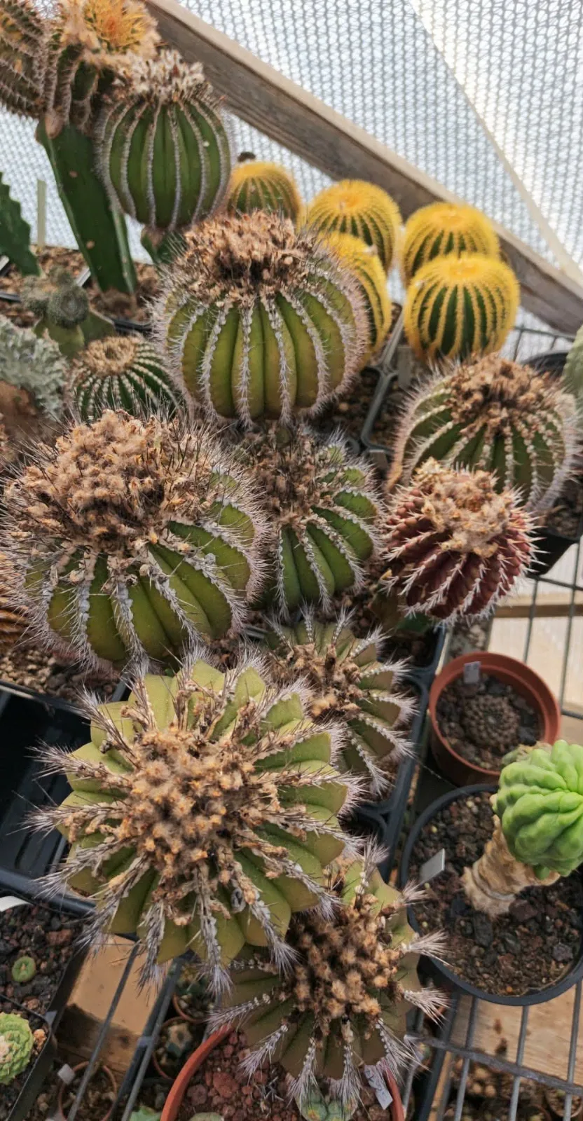 קקטוס אובלמניה — Uebelmannia pectinifera var. pseudopectinifera