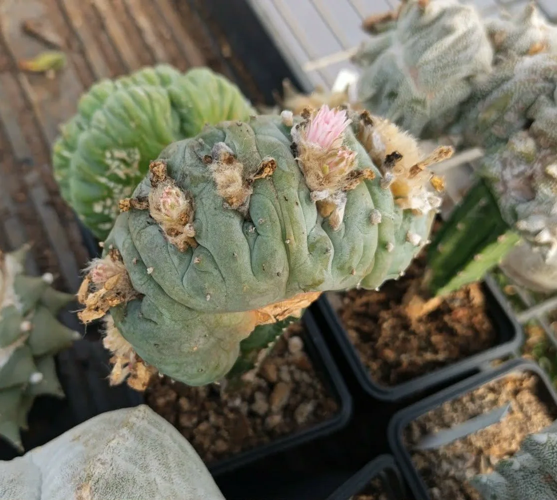קקטוס לופופורה — Lophophora williamsii CRISTATA