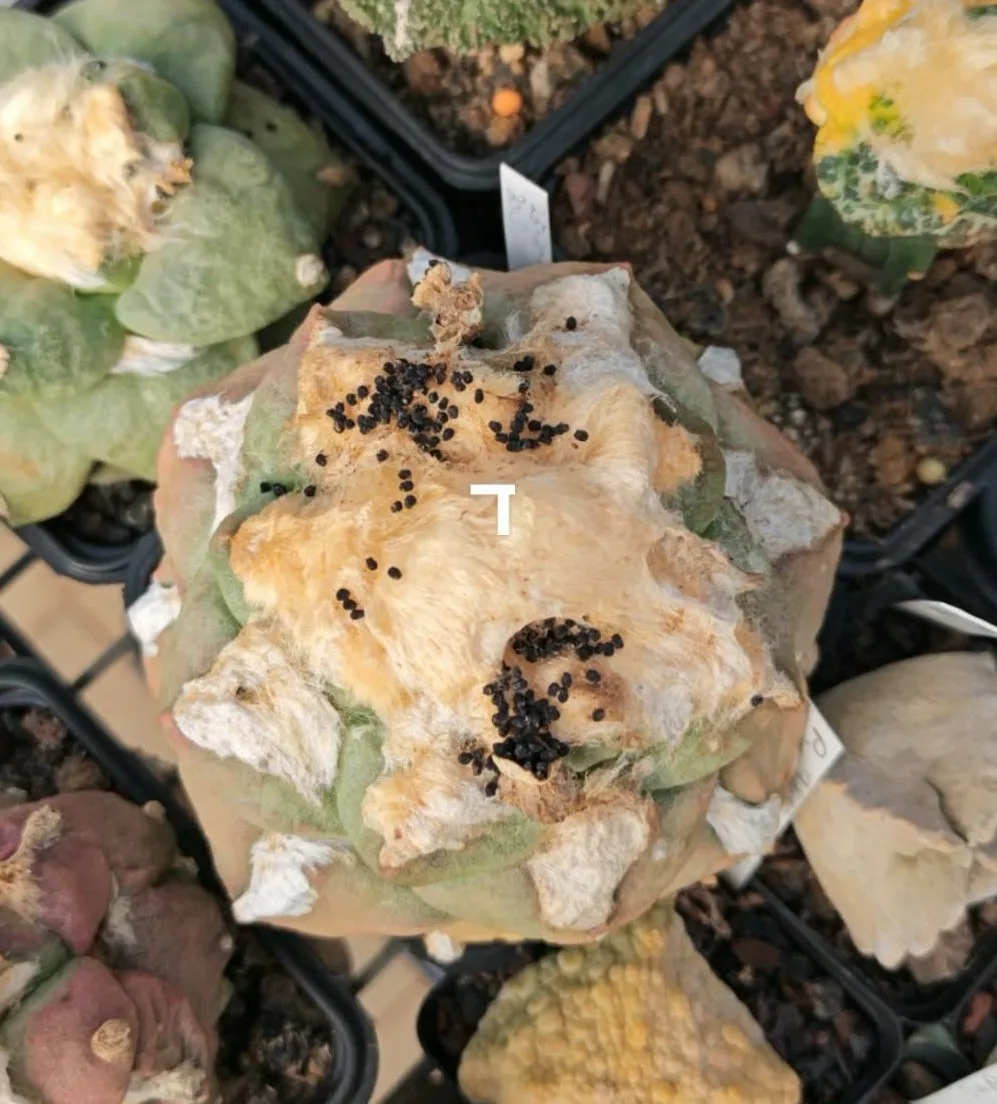 קקטוס אריוקרפוס — Ariocarpus hybrid 1