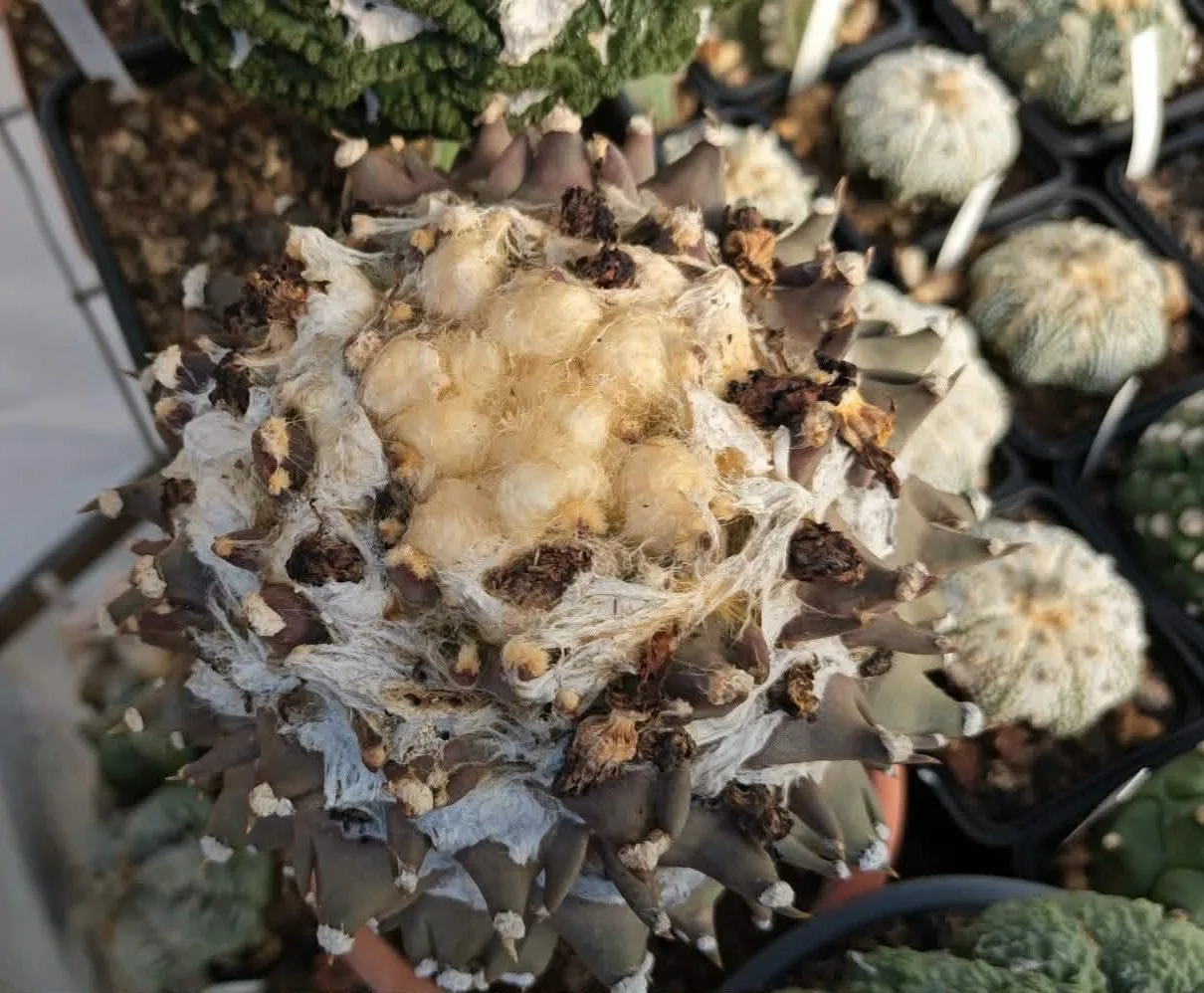 קקטוס אריוקרפוס — Ariocarpus CV THREEFINGER