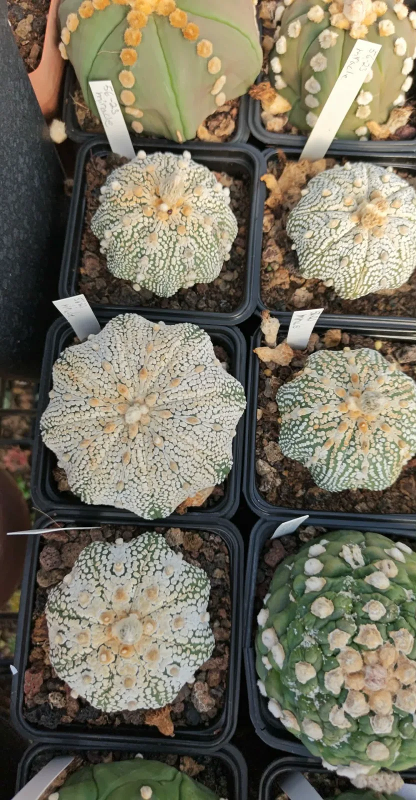 קקטוס אסטרופיטום — Astrophytum asterias CV. Miracle kabuto