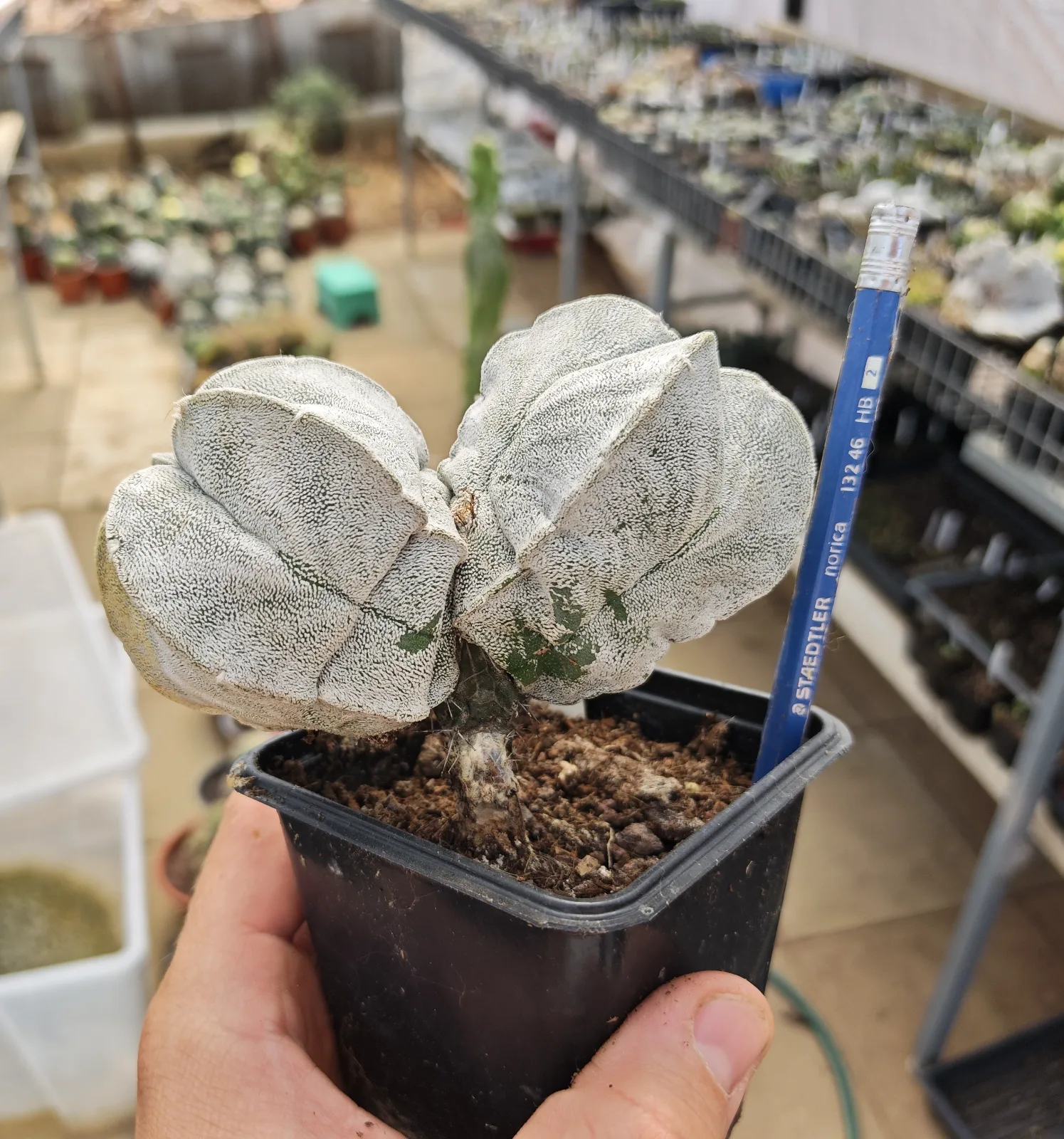 קקטוס אסטרופיטום — Astrophytum asterias CV. AKABANA