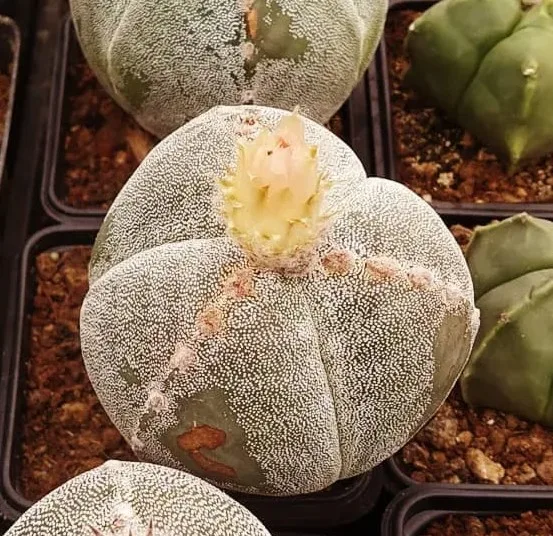 Astrophytum myriostigma f. tricostatum 