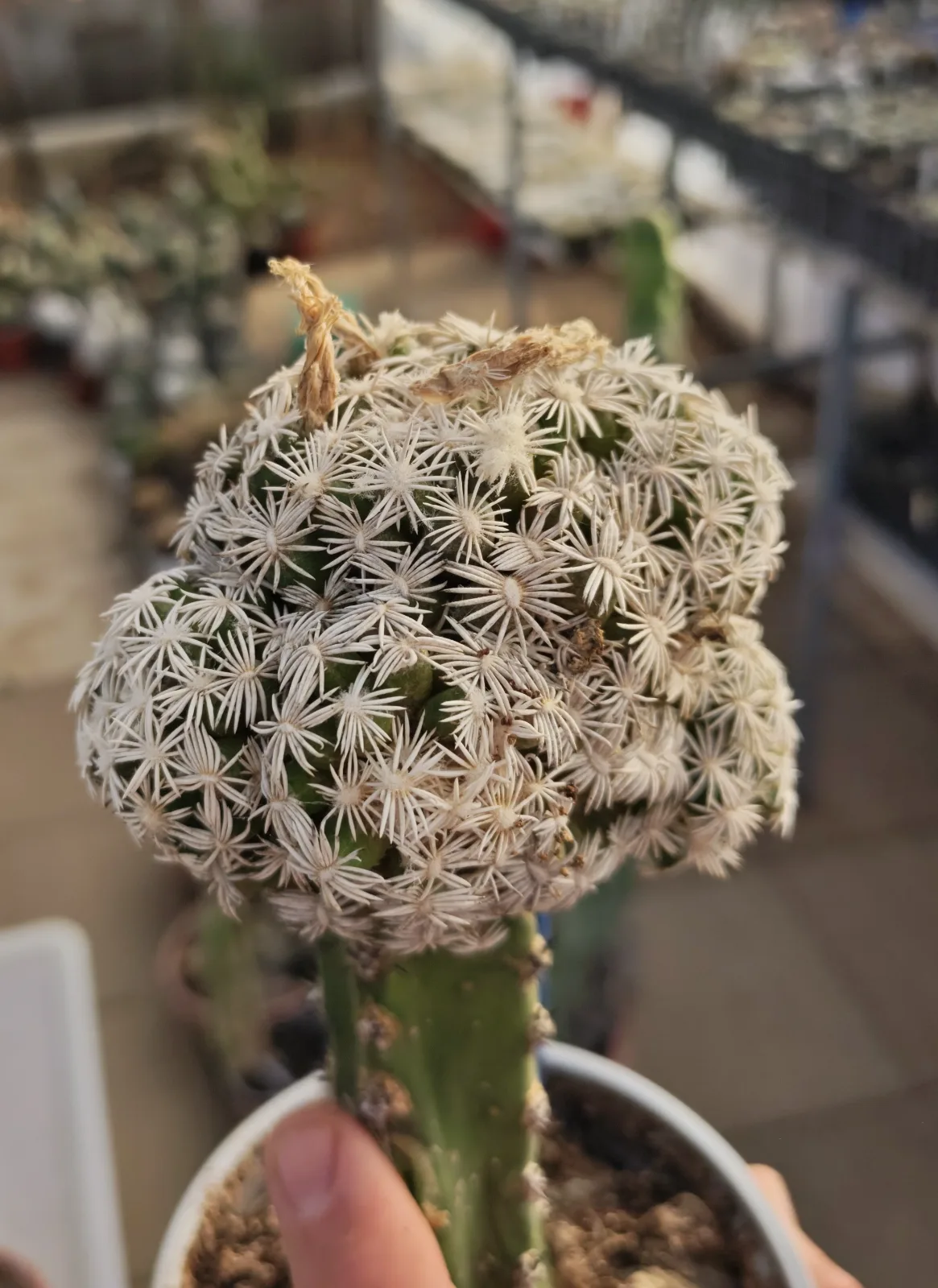קקטוס אסקובריה — Escobaria abdita