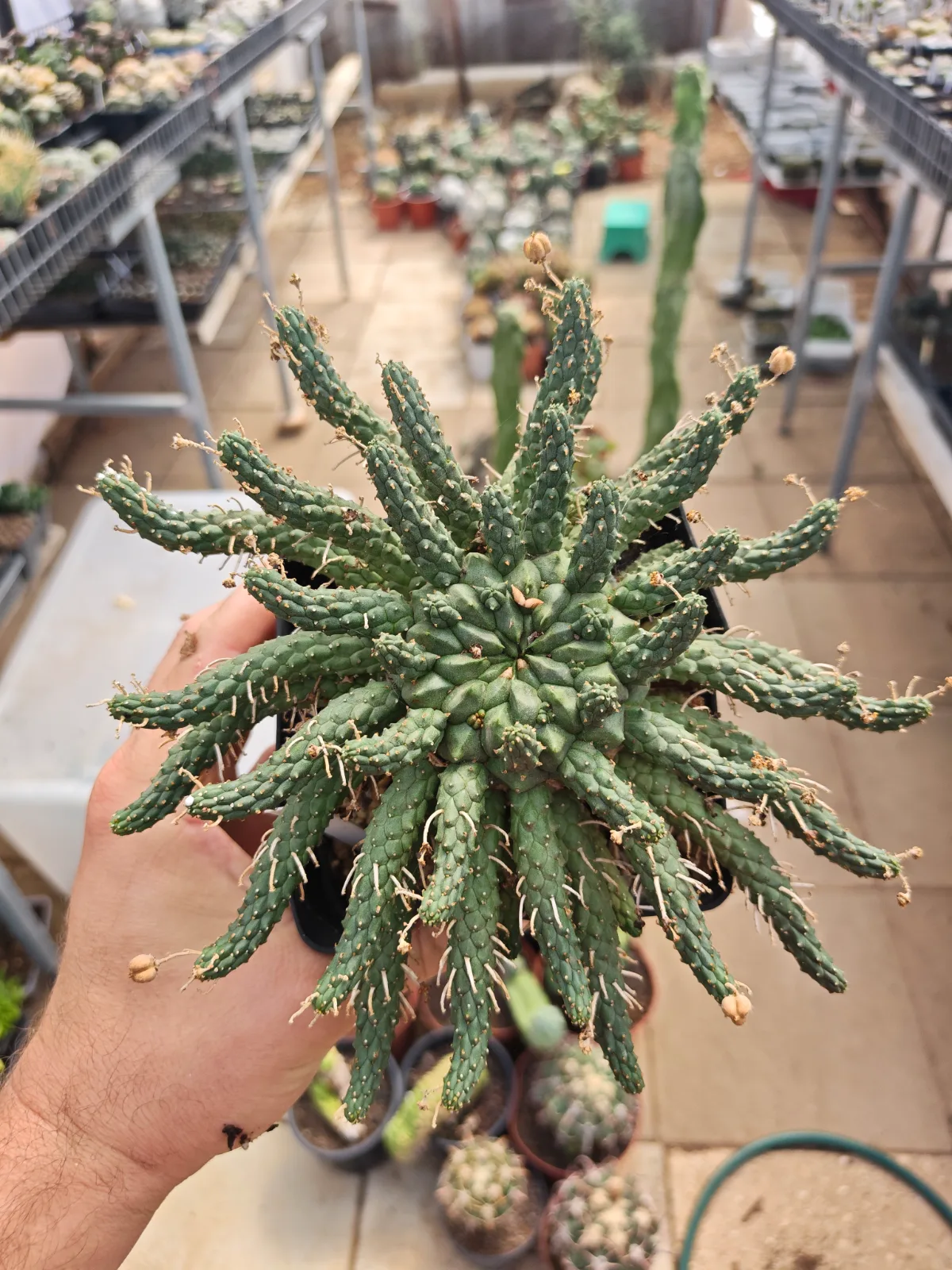 חלבלוב — Euphorbia gamkensis