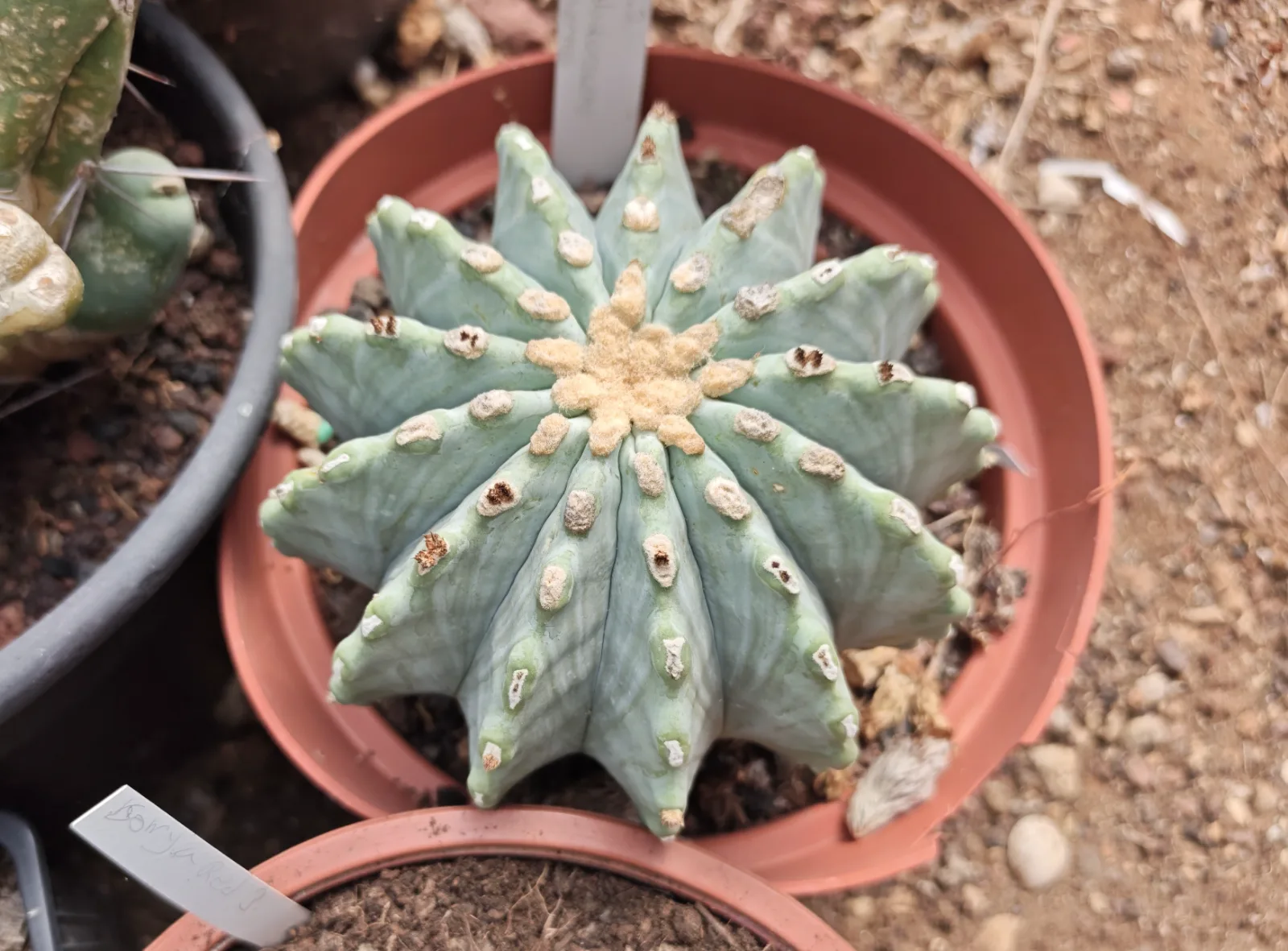 קקטוס אופורביה — Euphorbia gamkensis