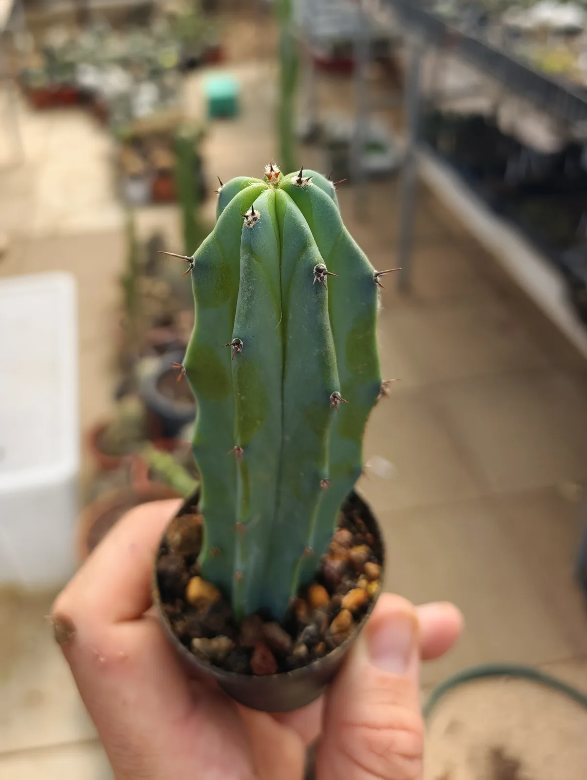 קקטוס מירטילוקקטוס — Myrtillocactus geometrizans