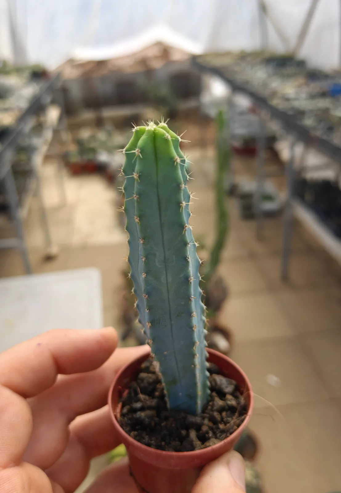 קקטוס מירטילוקקטוס — Myrtillocactus geometrizans CV. Elite