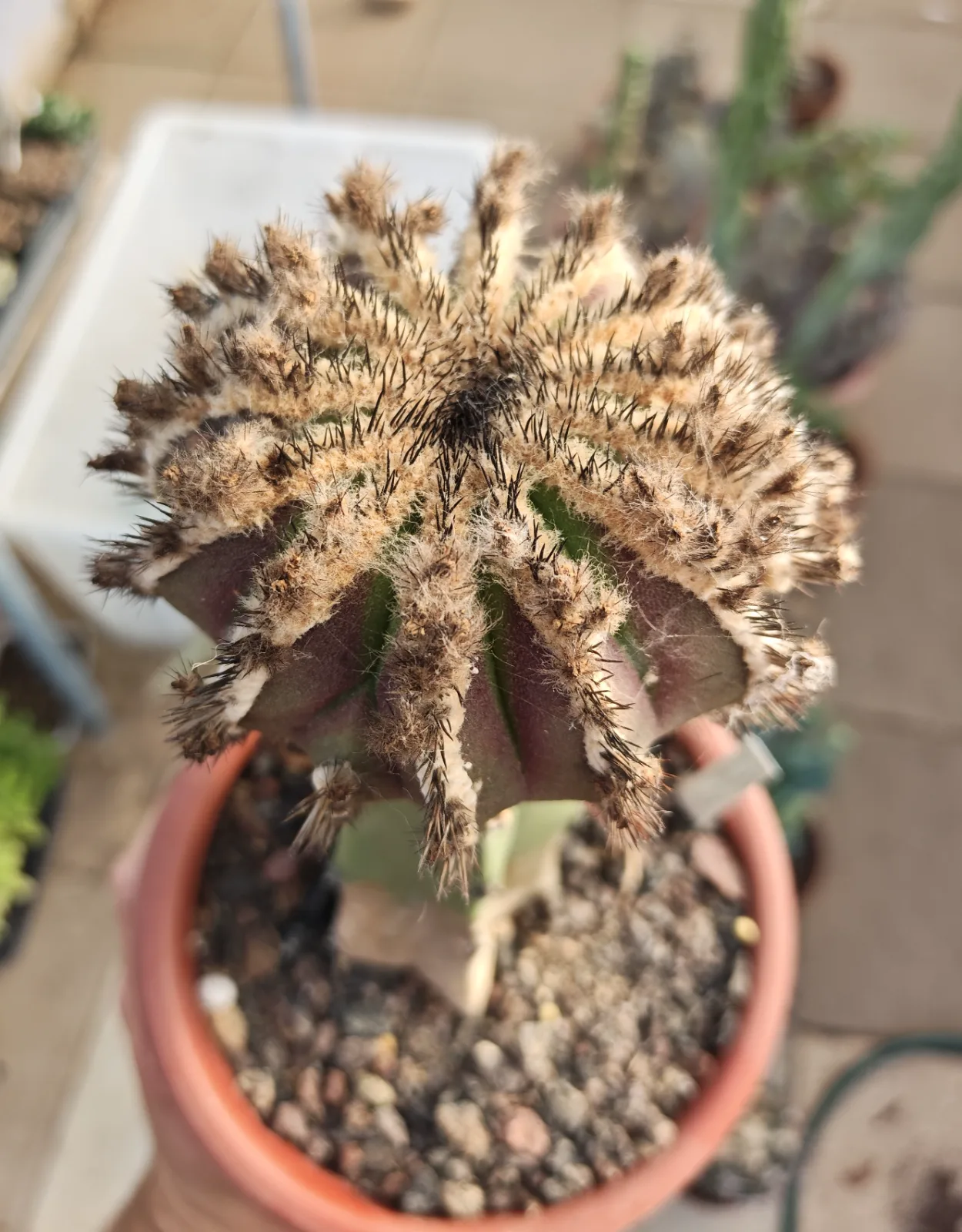 קקטוס אובלמניה — Uebelmannia pectinifera