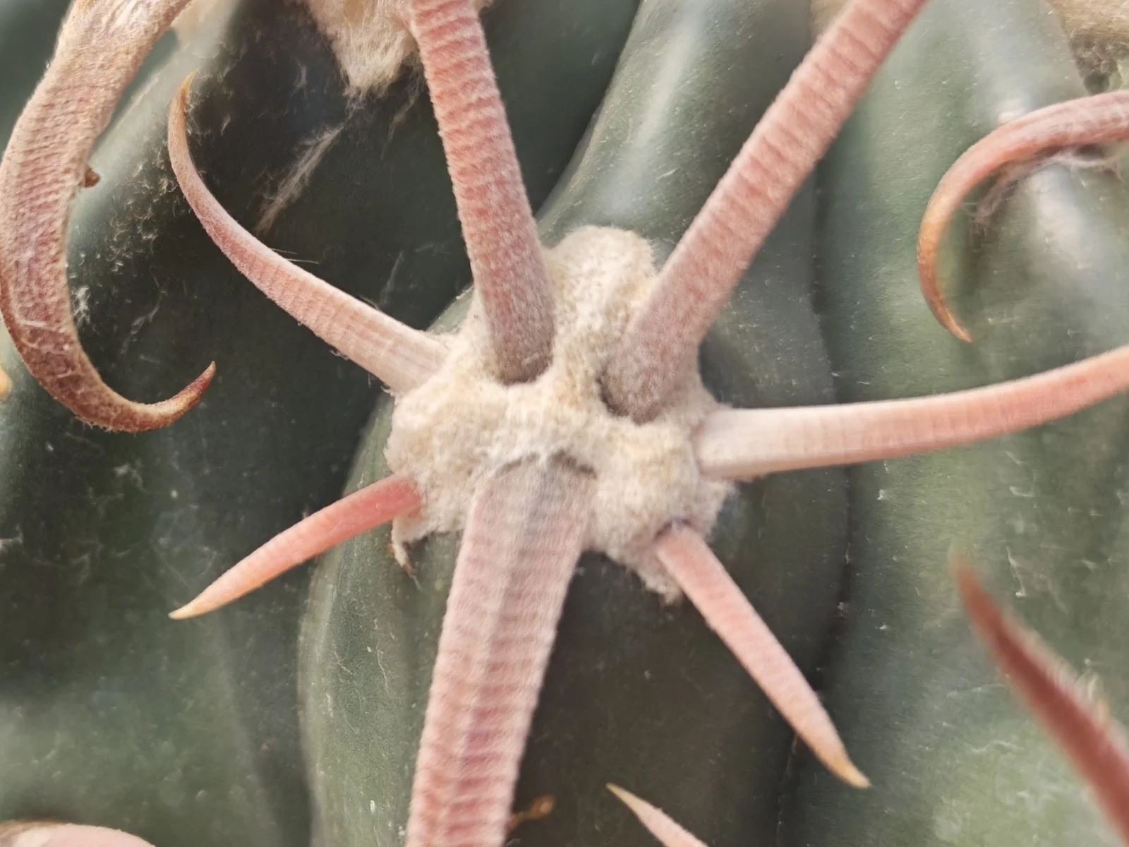 תקריב מאקרו של אראולה בקקטוס Echinocactus texensis — כרית צמרית לבנה שממנה בוקעים כל הקוצים