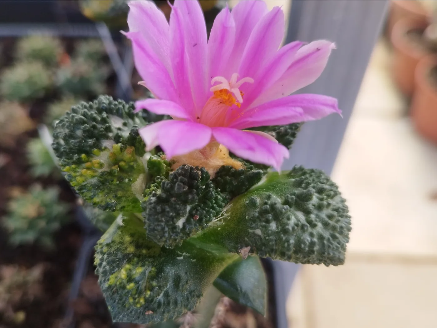 פרח ורוד פתוח לגמרי על Ariocarpus cv. Godzilla variegata, עם אבקנים כתומים וצלקת לבנה במרכזו