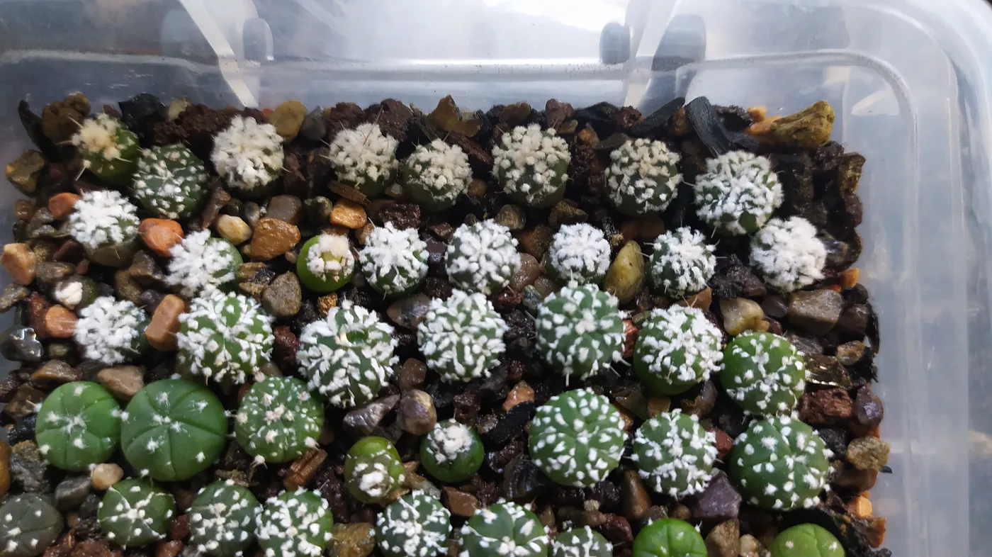 נבטי Astrophytum asterias בקופסה שקופה אחרי הפרדה — עשרות צמחים צעירים שבכל אחד מהם דגם פתיתים שונה