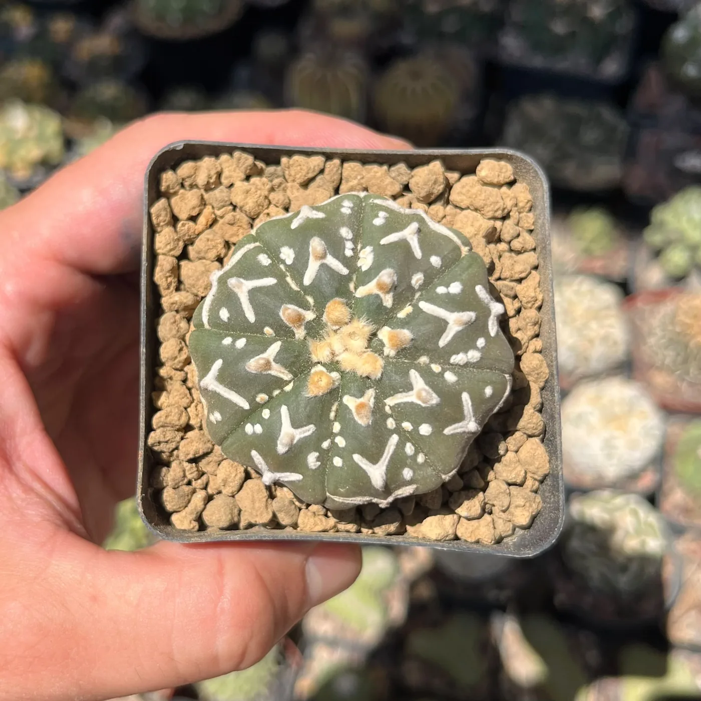 Astrophytum asterias cv. V-type בעציץ מרובע מוחזק ביד, עם שכבת כיסוי של אקדמה גסה בגוון חמרה על פני המצע