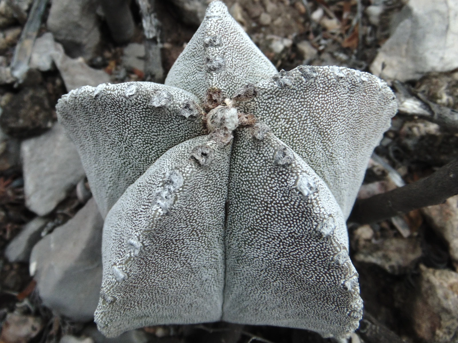 Astrophytum myriostigma בבית גידולו הטבעי במקסיקו — גוף מצולע בעל חמש צלעות ואפידרמיס אפרפר ומנוקד, בין סלעי גיר