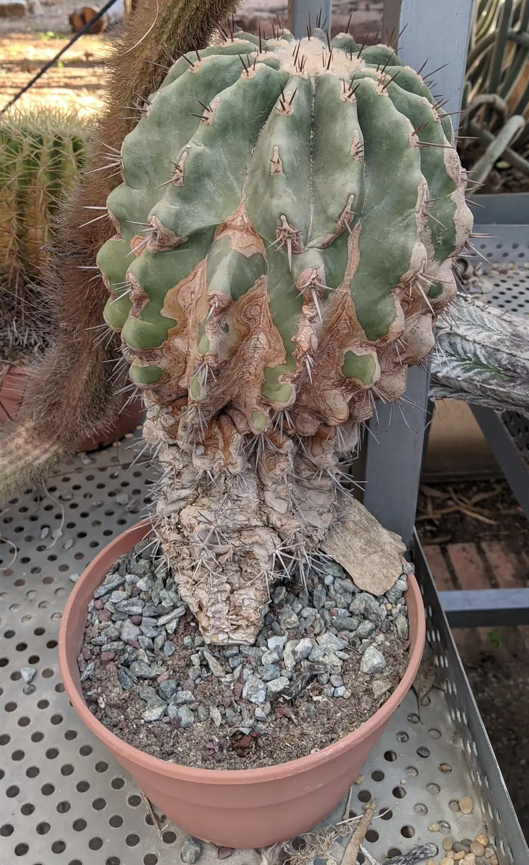 גזע Copiapoa sp. שהשעם מטפס בו מהבסיס כלפי מעלה — רקמה חומה ויבשה למטה, גוף ירוק ובריא למעלה