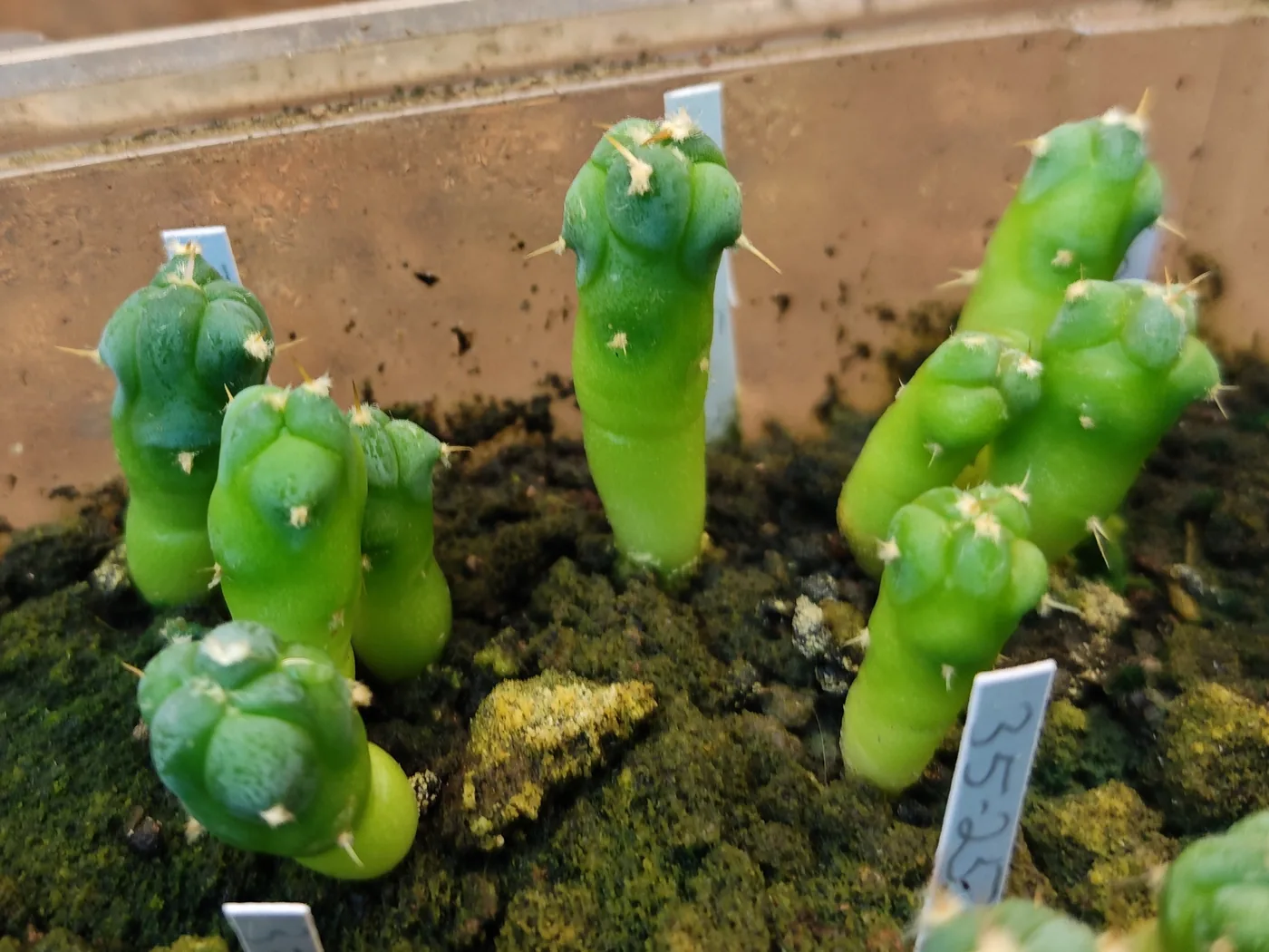 נבטי Echinocactus horizonthalonius מוארכים — גוף צר ומתוח, צבע ירוק-צהבהב בהיר וקוצים קצרים