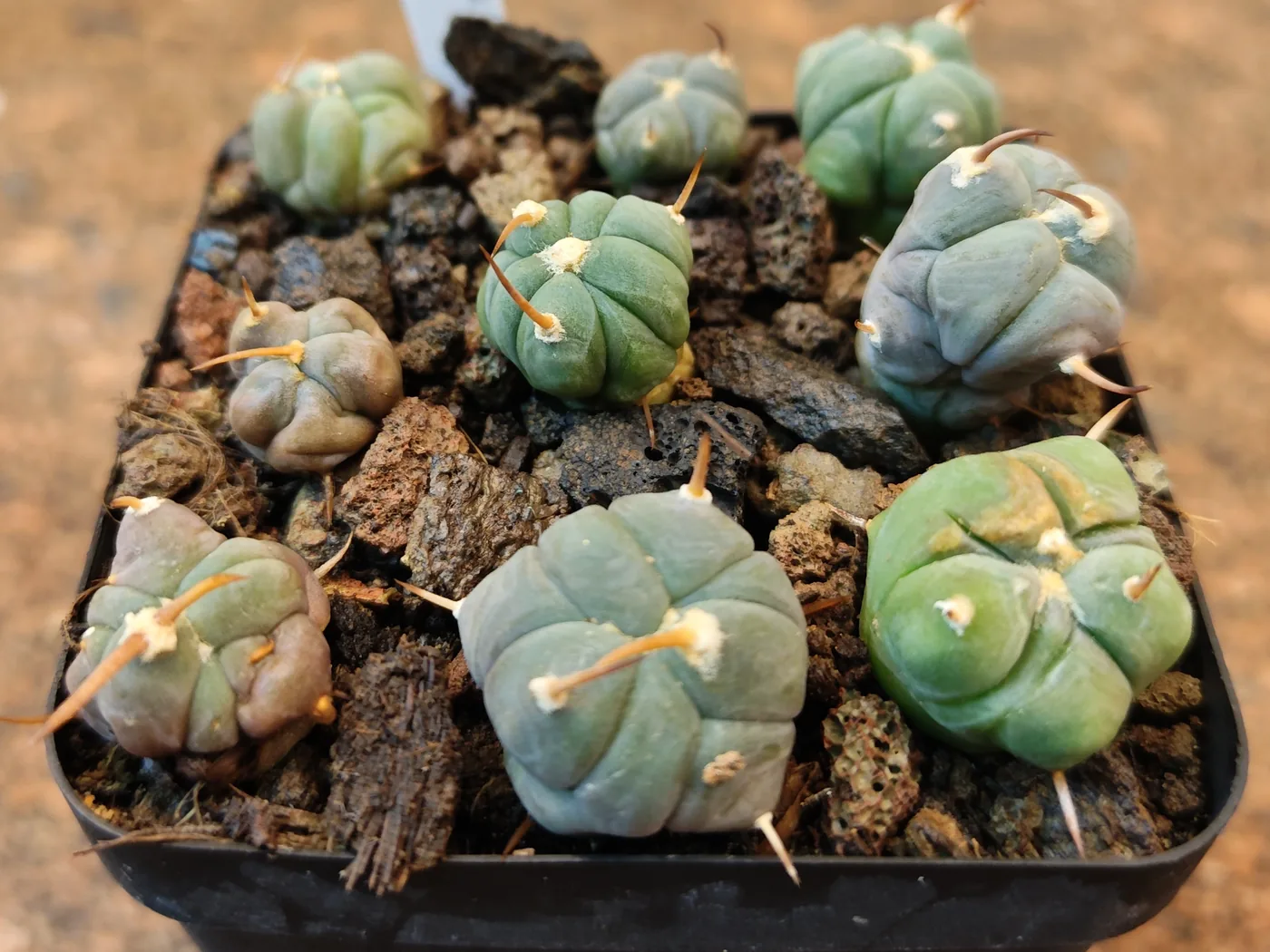 נבטי Echinocactus horizonthalonius שגדלו באור מלא — שטוחים ורחבים מגובהם, בגוון כחלחל-אפרפר ועם קוצים חזקים