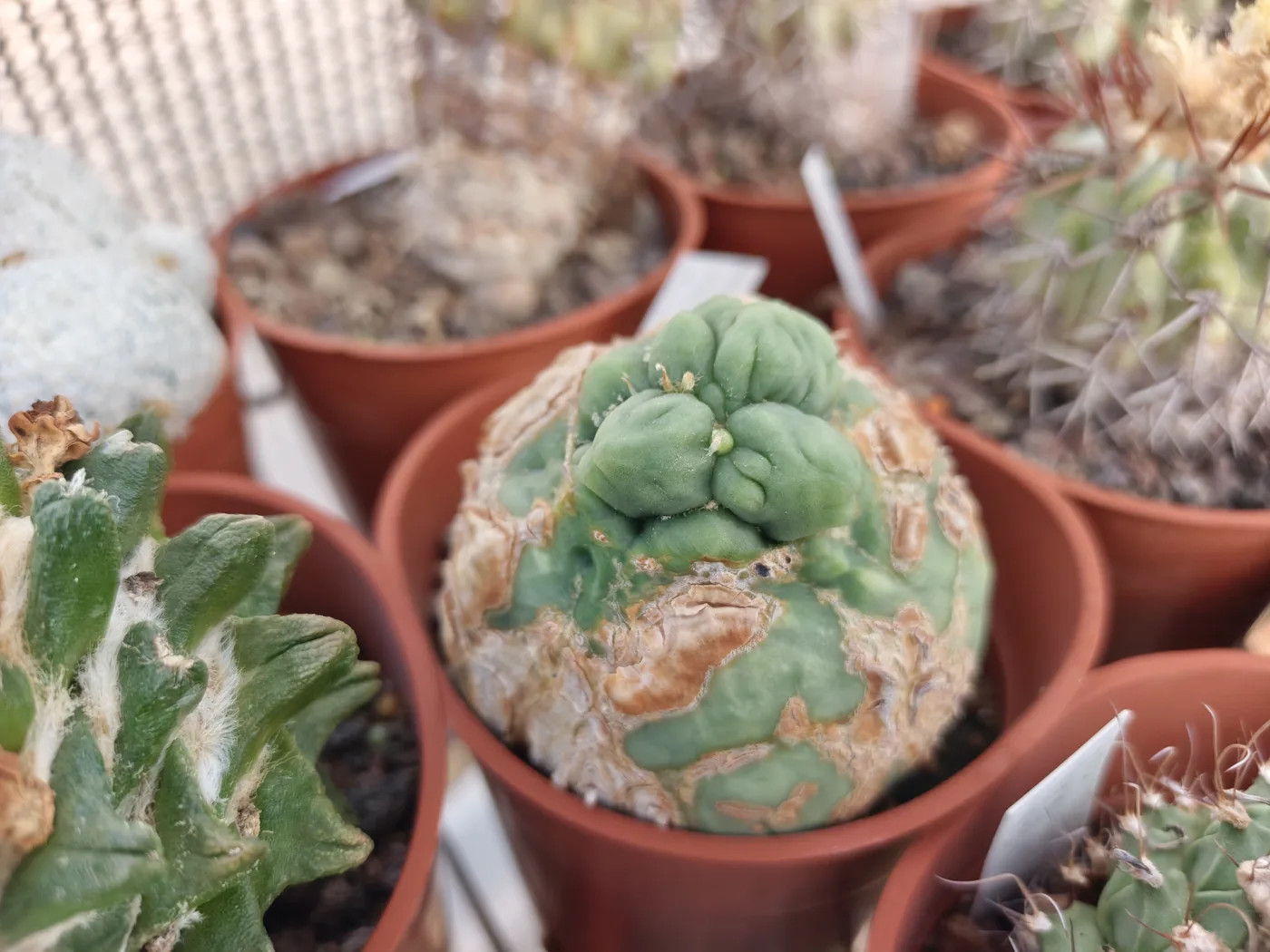 Echinopsis בצורת מונסטרוז — גוף עגול בלי צלעות ובלי קוצים, עם גושים ירוקים לא סדירים בקודקוד ושעם חום על הרקמה הוותיקה