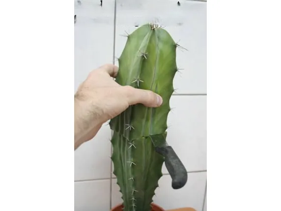 יד אוחזת בקקטוס עמודי בעציץ, ראשו עדיין שלם, עם סכין לצד הגוף רגע לפני הקטיעה