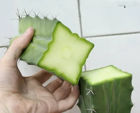 יד אוחזת בקטע קקטוס חתוך שמשטח החיתוך שלו בצורת כוכב, ולצידו קטע נוסף