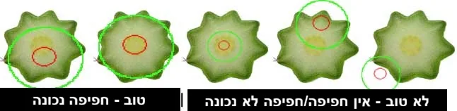 תרשים ובו חמישה משטחי חיתוך, בכל אחד מסומן עיגול ירוק לכנה ועיגול אדום לרוכב, עם כיתוב טוב ולא טוב