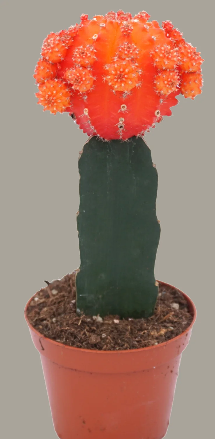 Gymnocalycium mihanovichii כתום נטול כלורופיל מורכב על כנה ירוקה, עם קו ההרכבה נראה בבירור