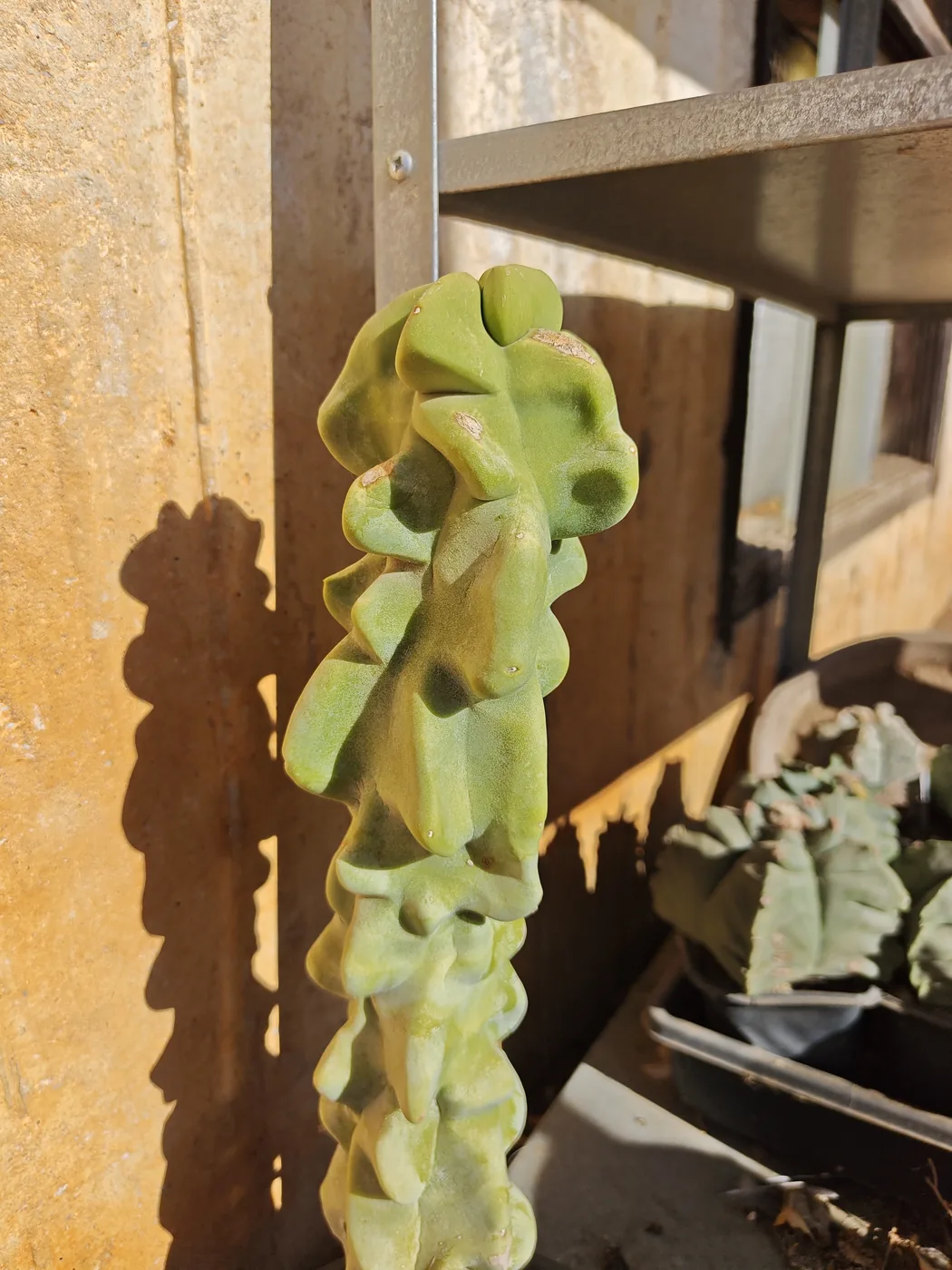 Lophocereus schottii בצורת מונסטרוז — עמוד ירוק חלק לגמרי, בלי צלעות ובלי קוצים, בנוי מגושים לא סדירים שמוערמים זה על זה