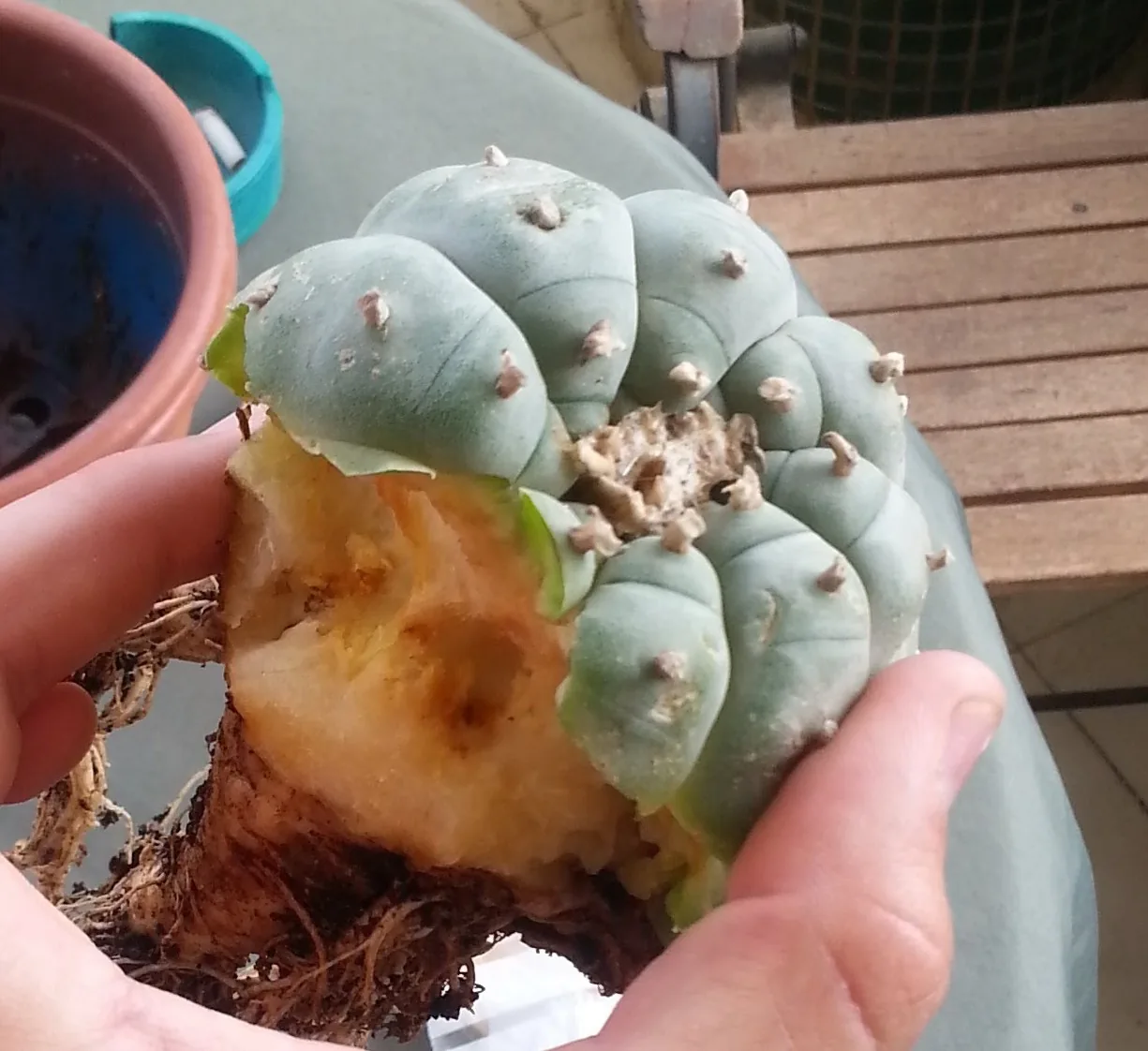 אותו Lophophora אחרי הסרת מרבית הרקמה הרקובה — נותרה רקמה בהירה יותר