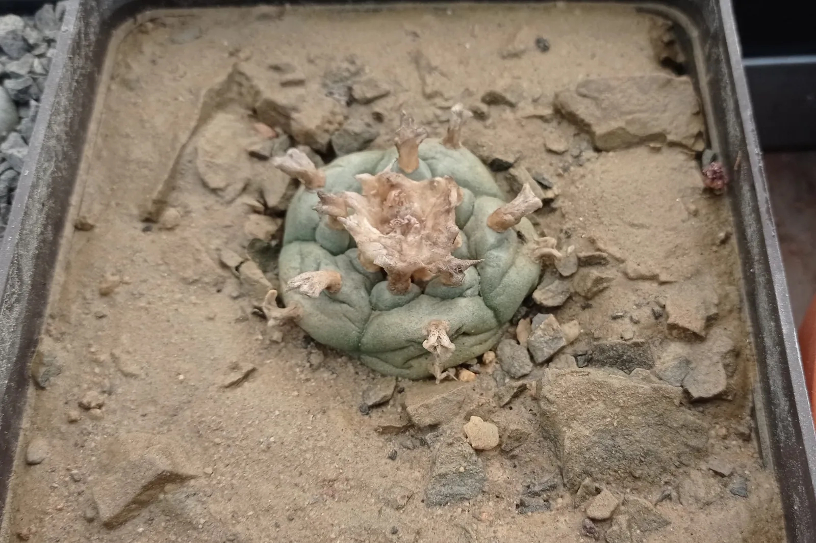 Lophophora williamsii צמא — הגוף מקומט ושקוע אל תוך המצע, החריצים בין הפקעיות עמוקים
