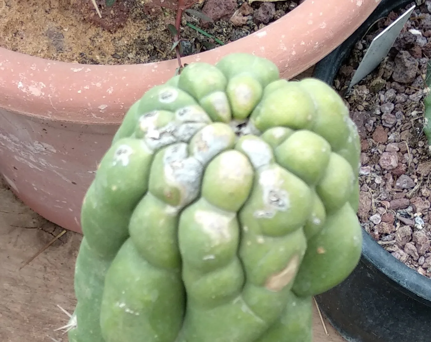 קודקוד של Trichocereus pachanoi monstrose עם כתמי כוויה מולבנים על פני השטח הפונים לשמש, בעוד הרקמה בצדדים ירוקה ותקינה