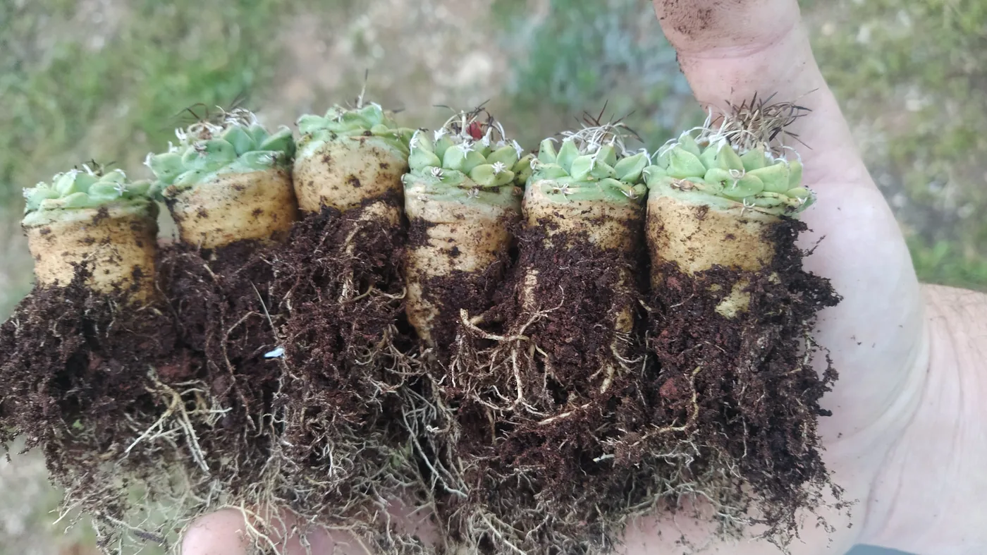 שישה צמחי Turbinicarpus alonsoi שהוצאו מהעציץ, עם שורש שיפודי לבן ומעובה שגדול מהגוף הירוק שמעליו