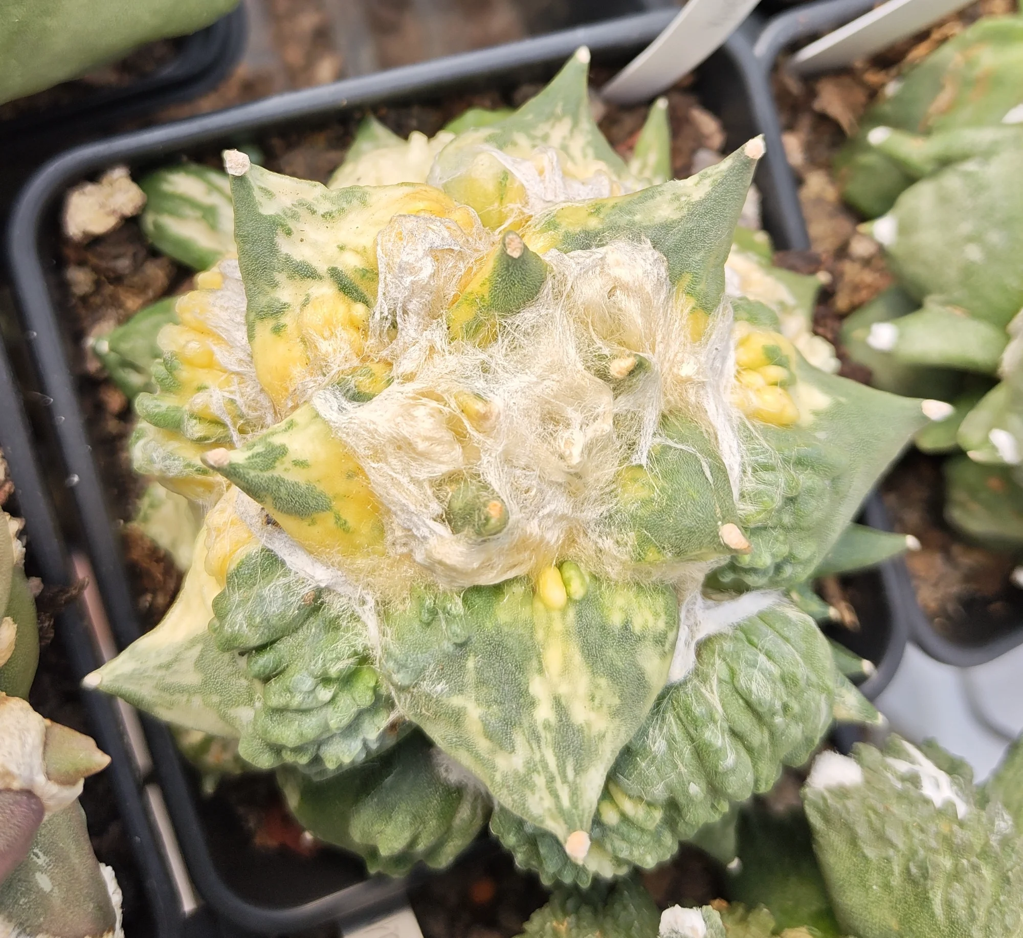 Ariocarpus CV CAULIFLOWER variegata