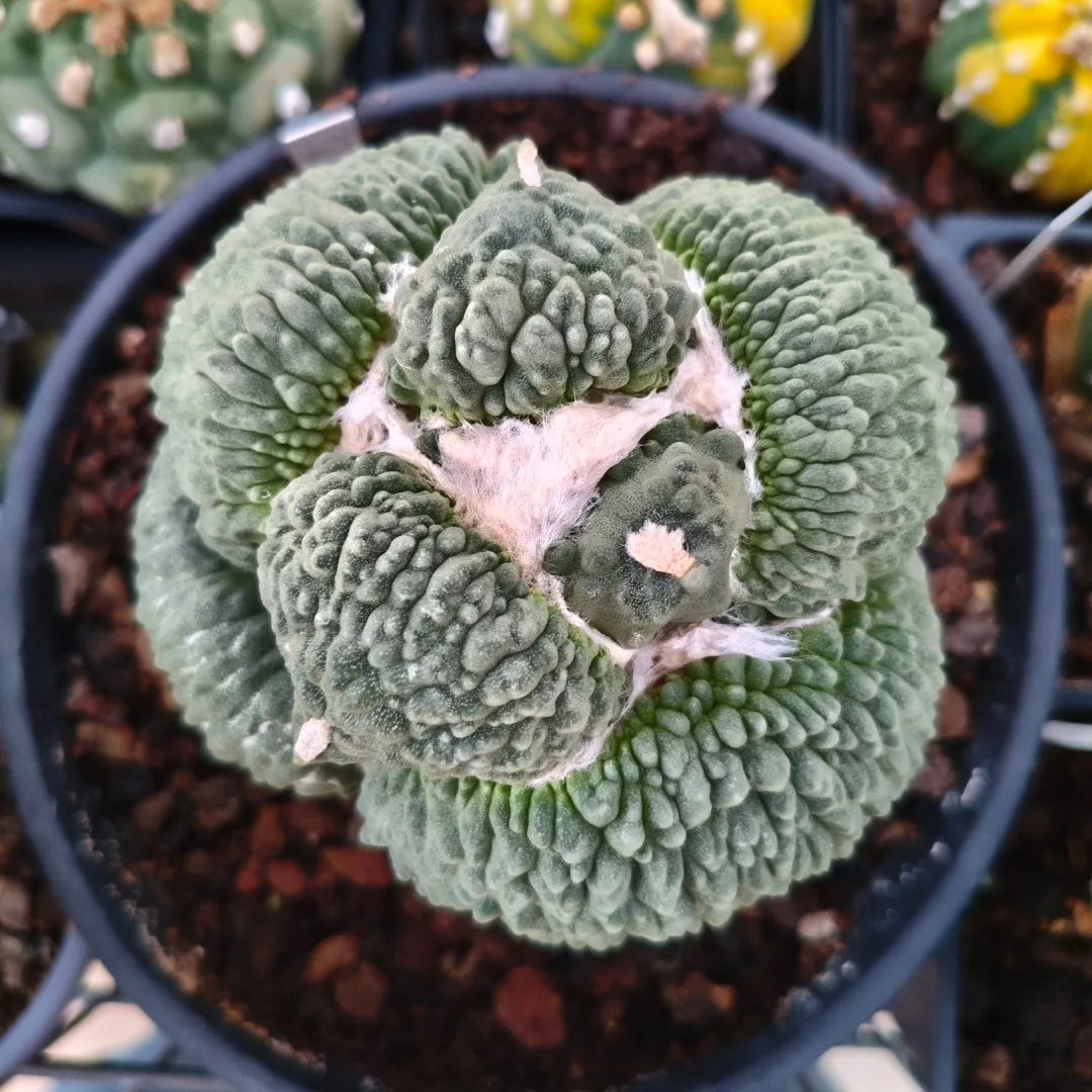 Ariocarpus CV CAULIFLOWER KING