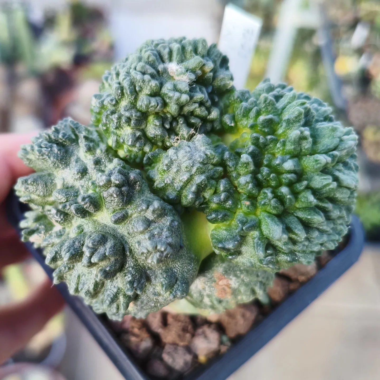 Ariocarpus CV CAULIFLOWER X GODZILLA