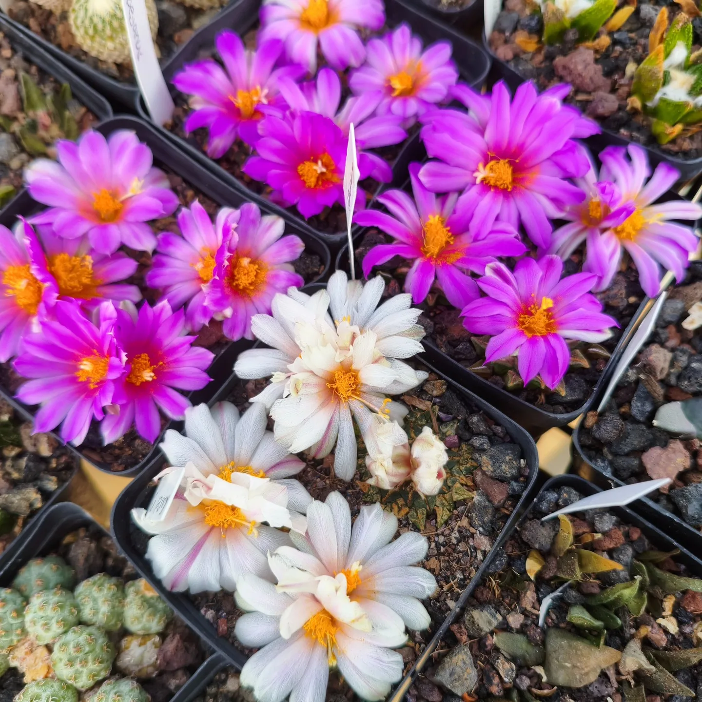 ariocarpus kotschoubeyanus different variants