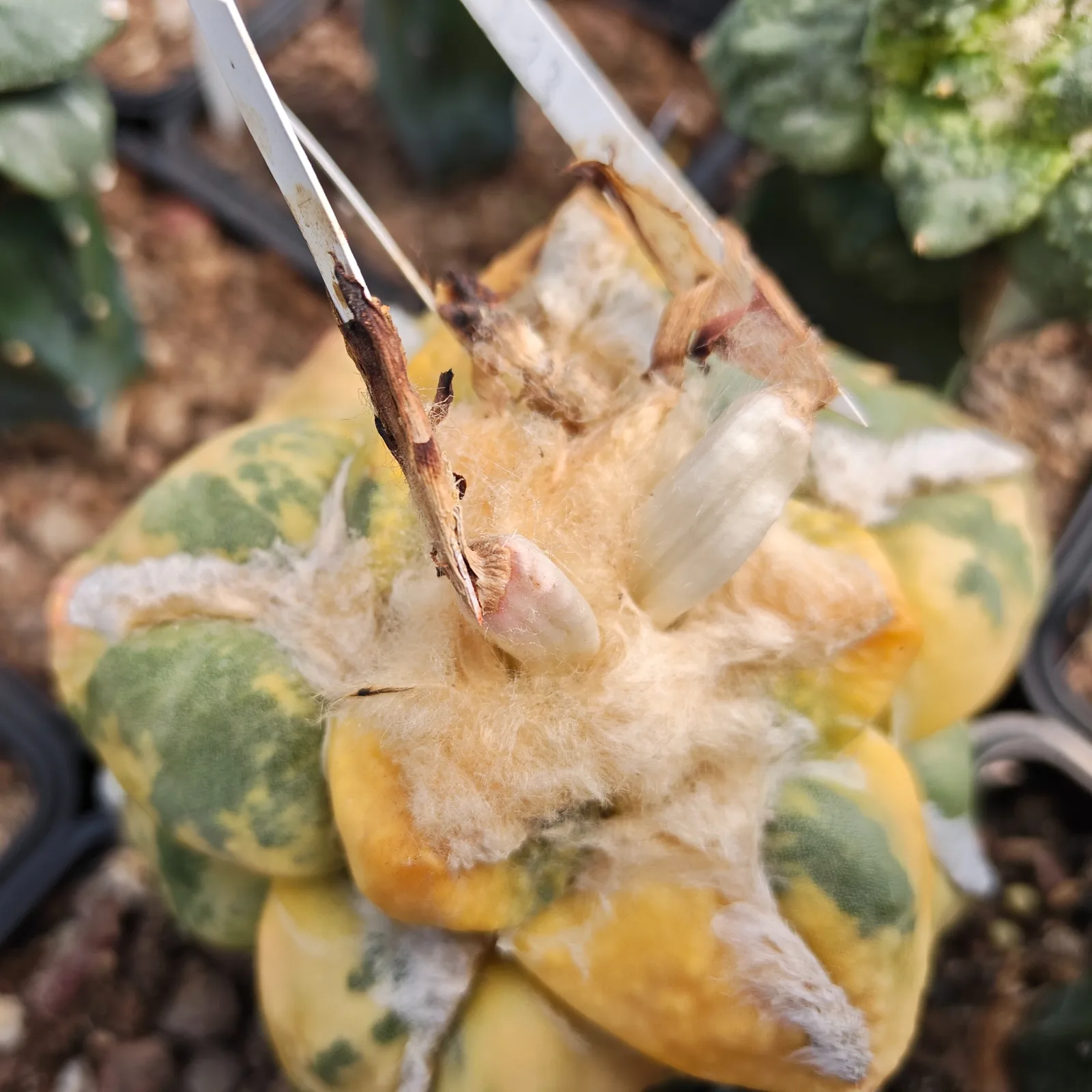 Ariocarpus variegata
