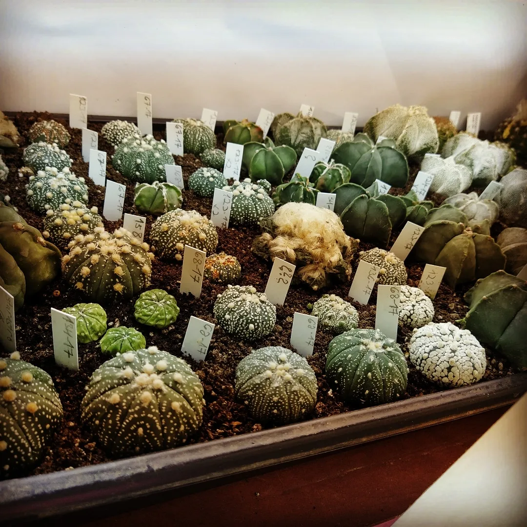 מגש של Astrophytum asterias מהאוסף