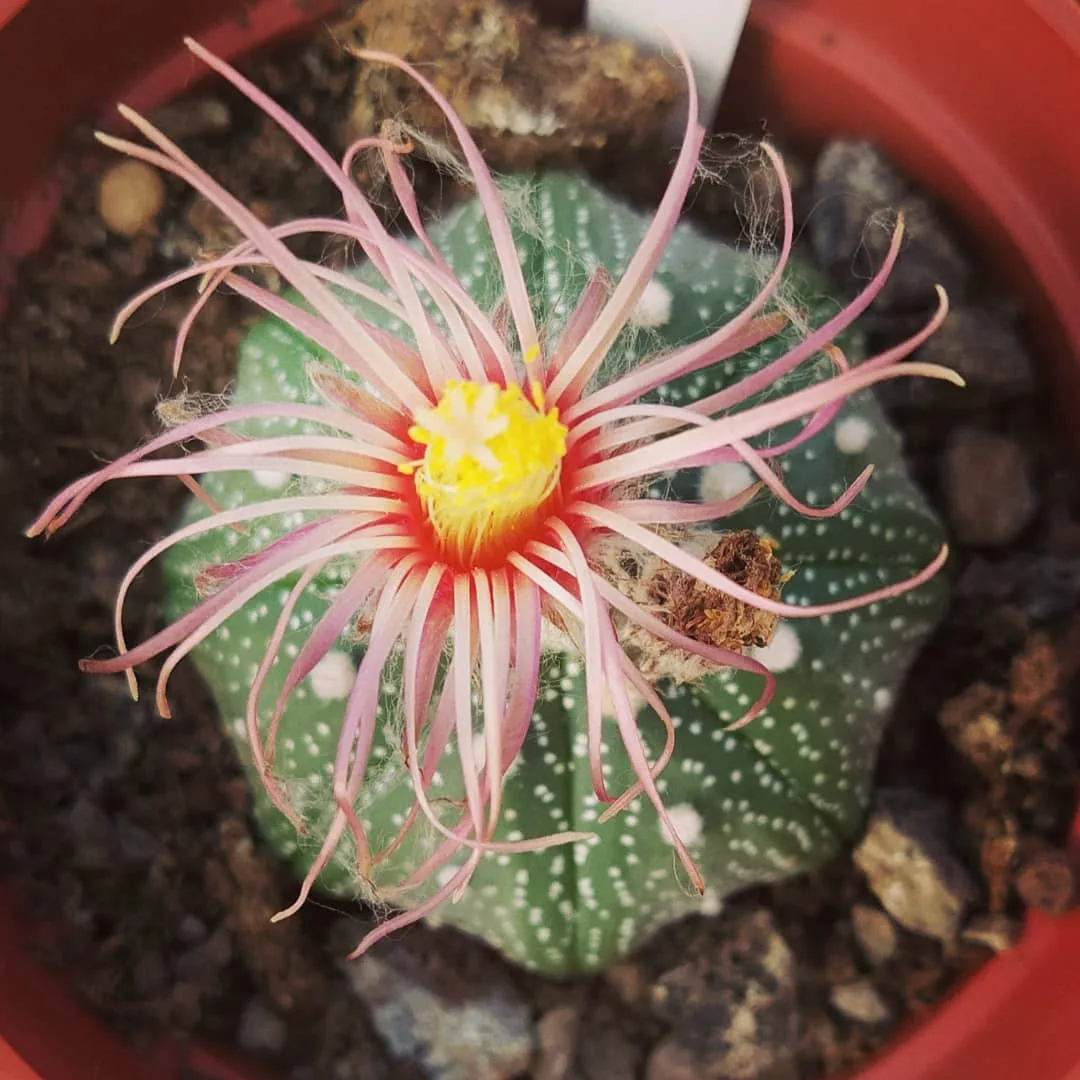 Astrophytum asterias CV SHINSHOWA
