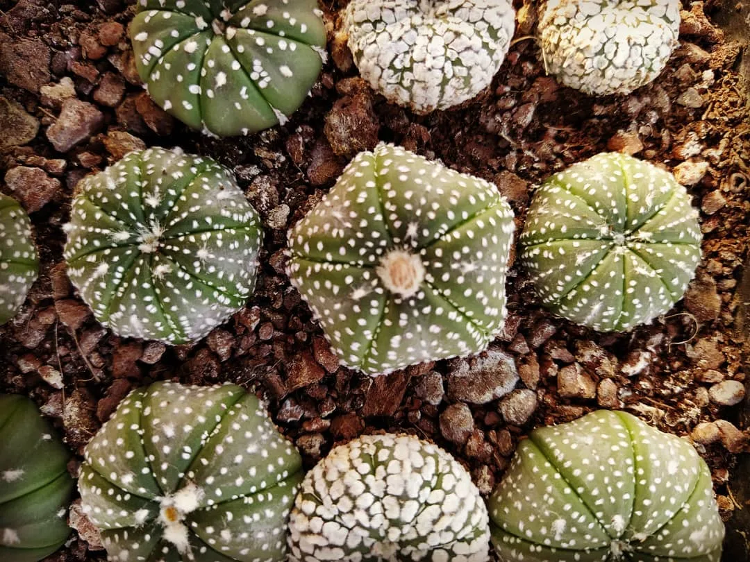 Astrophytum asterias מהאוסף — גוף שטוח חסר קוצים עם אראולות לבנות עגולות על הצלעות