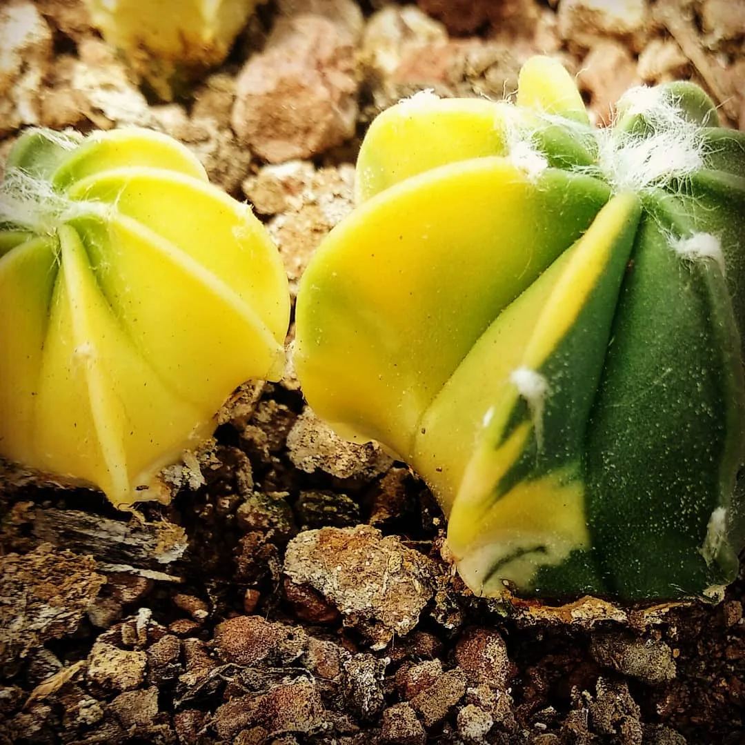 Astrophytum capricorne מהאוסף — קוצים ארוכים ומפותלים שמתעקלים מעל הגוף