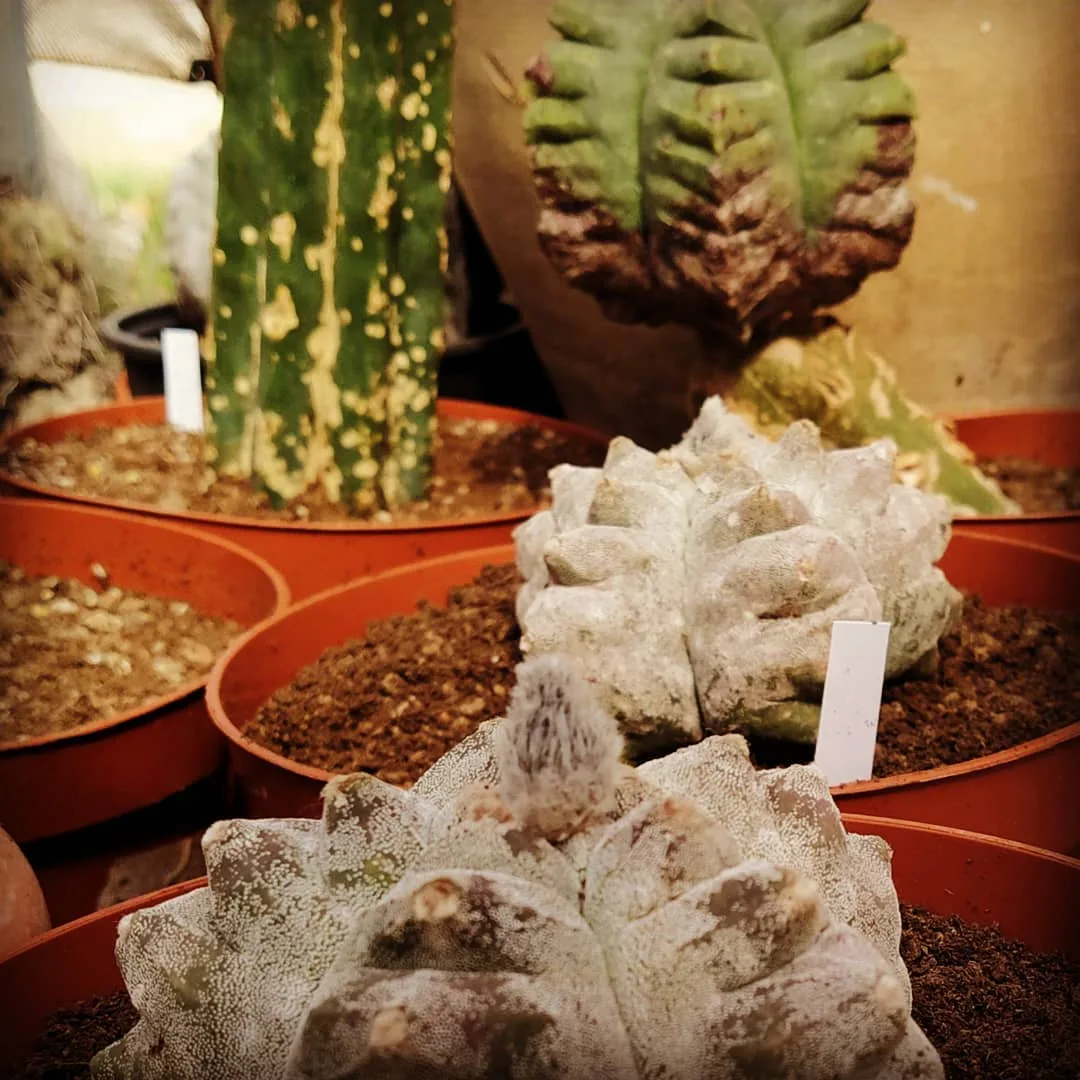 Astrophytum: מדריך גידול, מינים וזנים