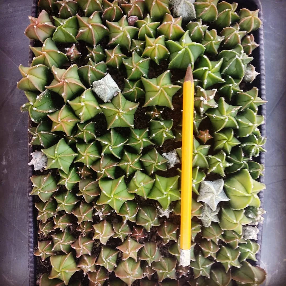 מגש נבטי Astrophytum myriostigma cv. מהאוסף