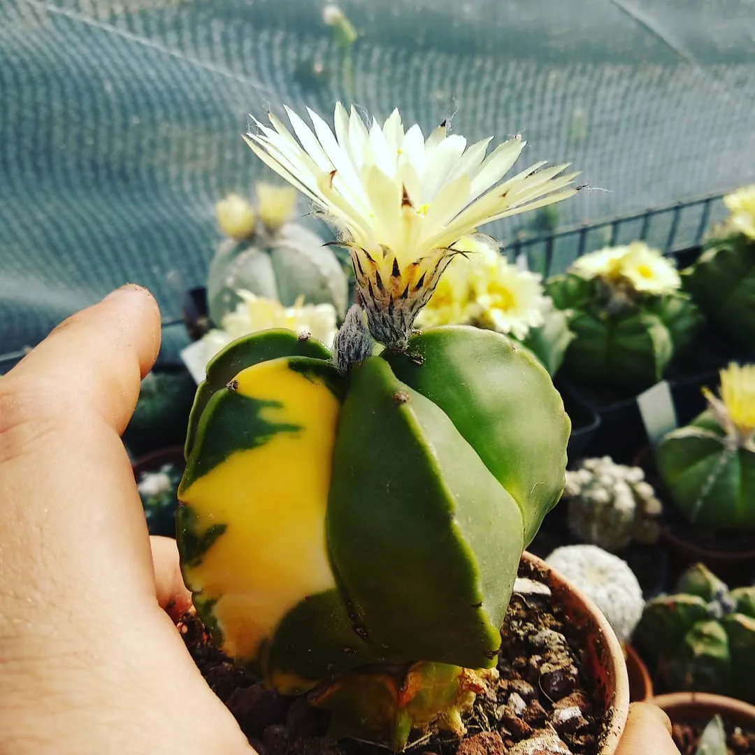 Astrophytum myriostigma נושא וריגציה מהאוסף — צלעות חדות וכיסוי פתיתים צפוף
